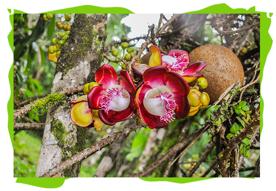 conservation projects