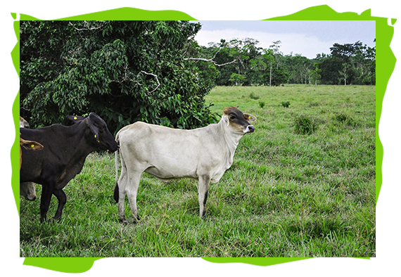 conservation international